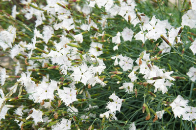 seedex gypsophila flower Seed(50 per packet)