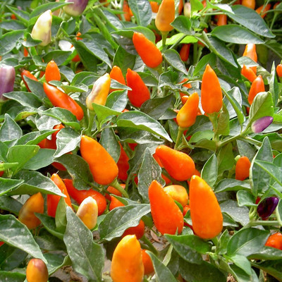 KNESSiN Chilli Seed(1250 per packet)