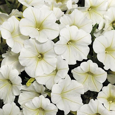 Qualtivate XL-176 Petunia Wave Collection Seeds Seed(50 per packet)