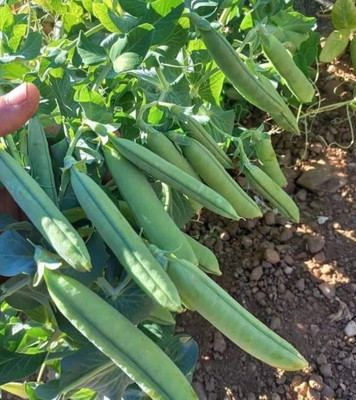 HYBRID Hybrid pea/matar seeds highest yield Verity Seed(250 g)
