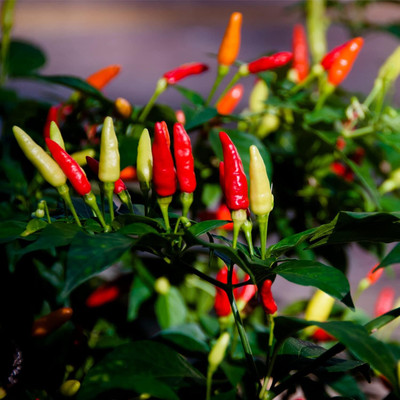 Qualtivate HYB-8A Ornamental Tabasco (Red) Seed(300 per packet)