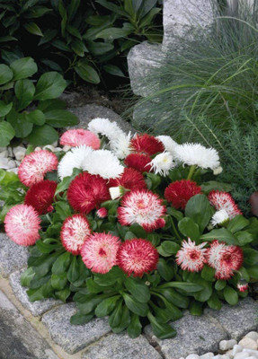 CYBEXIS VXI-70 - Flower Russian Daisy - (60 Seeds) Seed(60 per packet)