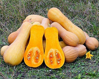 CYBEXIS Squash Butternut Finest Seeds400 Seeds Seed(400 per packet)