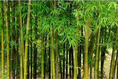 BDSresolve Bamboo seed for farming PACK OF 37 Seed(37 per packet)