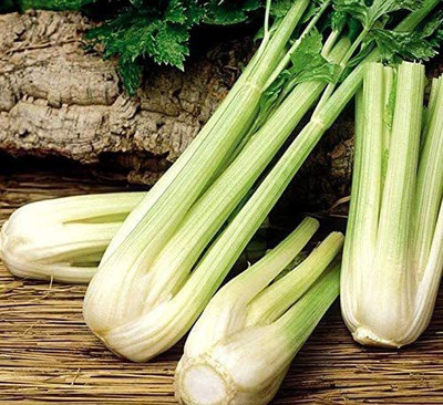 CYBEXIS LXI-73 - Celery Tall Utah - (750 Seeds) Seed(750 per packet)