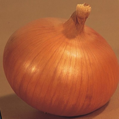 WATIKA Yellow Onion Keepwell Seed(1200 per packet)