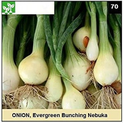 CYBEXIS EVERGREEN BUNCHING ONION2000 Seeds Seed(2000 per packet)