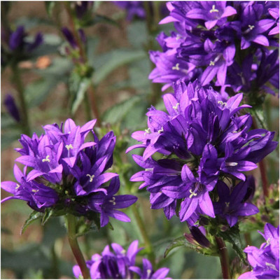 WILLVINE ™ Bellflower Superba (Campanula Glomerata)-2000 SEEDS Seed(2000 per packet)