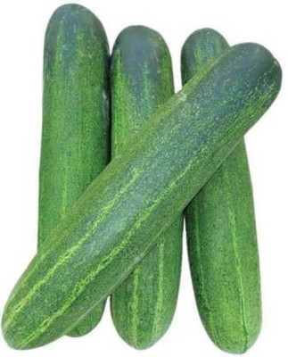 LPR CUCUMBER ,KHIRA Seed(20 per packet)