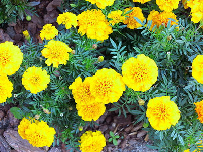 AgroAcres marigold/gende ka phool flower seeds Seed(75 per packet)