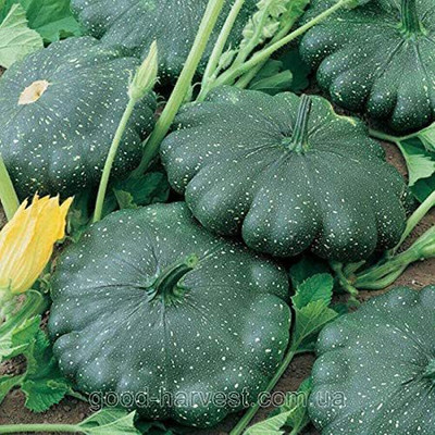VibeX ® RXI-466 Black Patty Pan Squash Scallop Zucchini Seed(100 per packet)