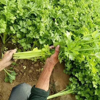 CYBEXIS Celery Lovage Herb Seeds700 Seeds Seed(700 per packet)