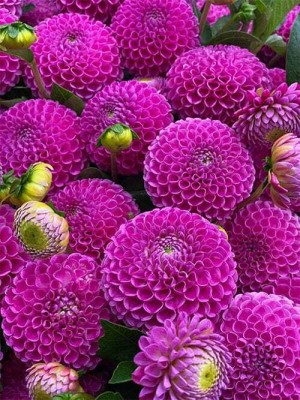 seedagro Dahlia Double Figaro Mix Seed(150 per packet)