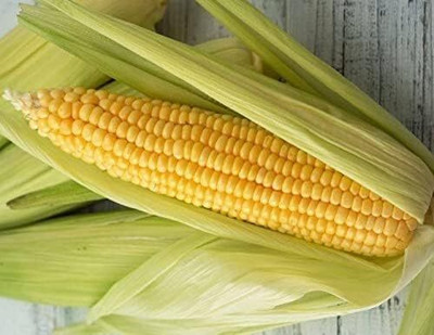 WILLVINE MAH -XVI Sweet Sugar Corn Non GMO-[25g] Seed(100 per packet)