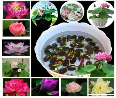 LPR LOTUS,KAMAL Seed(30 per packet)
