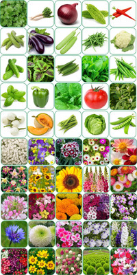 Aero Seeds 50 variety(25 flower and 25 vegetable) seeds combo pack with instruction manual. Seed(50 per packet)