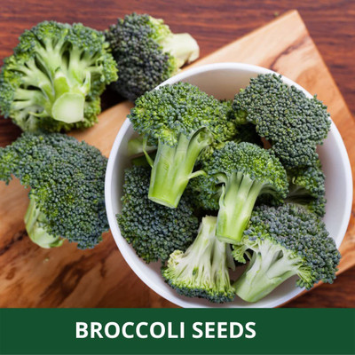 CYBEXIS KGF -88 - Calabrese Broccoli - (150 Seeds) Seed(150 per packet)