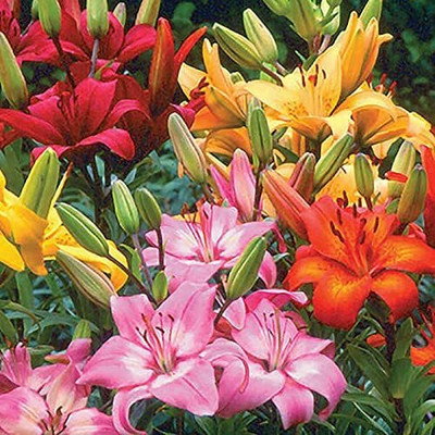 Cloud Farm Lily Plant Seed(5 per packet)