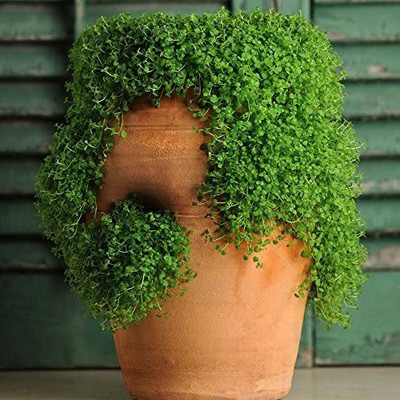 CYBEXIS PAU-11 - Mini Ornamental Mint - (1350 Seeds) Seed(1350 per packet)