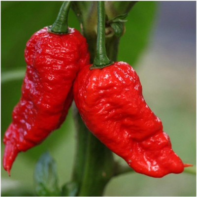 KNESSiN High Germination BHUT JOLOKIA RED CHILLI Seeds for Home Gardening-(2400 Seeds) Seed(2400 per packet)