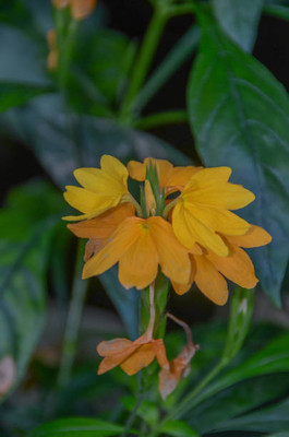 Quentova kanakambaram-firecracker-crossandra Seed(70 per packet)