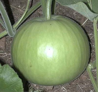 BJUBAS Bottle gourd seeds PACK OF 24 Seed(24 per packet)