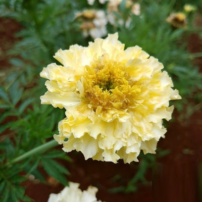 VibeX ® VXI-701 Marigold Double White-Seeds Seed(500 per packet)