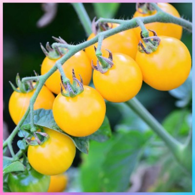 Gromax India Sweet Yellow Cherry Tomato Seeds F1 Hybrid Vegetable Seeds Best For Home Garden Seed(40 per packet)