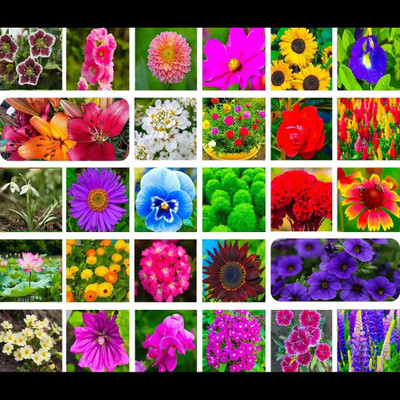 ibains 25 types of flower combo plant seed Seed(30 per packet)