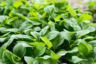AFARTIOBINA 72 PCS SPINACH SEEDS-A02 Seed(72 per packet)