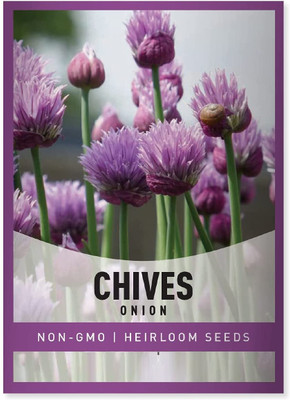 Biosnyg Chive Common Onion [500 Seeds] Seed(500 per packet)