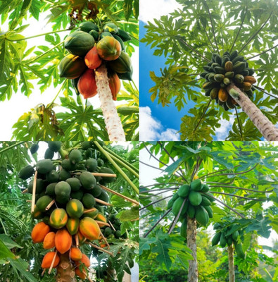 sbains Red Lady Papaya Seeds no of seeds 80 Seed(80 per packet)