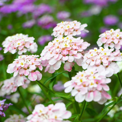 Aywal Candytuft Flower Seed - Dwarf Mix Flower Seed(90 per packet)