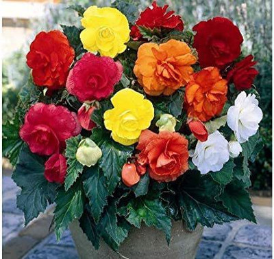 CYBEXIS KGF -88 - Begonia Large-Flowered Mix - Organic - (270 Seeds) Seed(270 per packet)