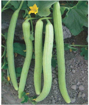 VibeX VVI-89 - Desi Kakri Long Melon Kakdi - (150 Seeds) Seed(150 per packet)
