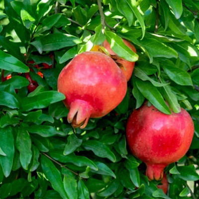VibeX XL-29 - Hardy Pomegranate Tree - (90 Seeds) Seed(90 per packet)