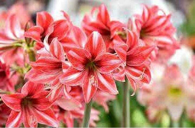 Leafy Heaven Amaryllis Lily Flower Bulbs for Home Garden Seed(2 per packet)