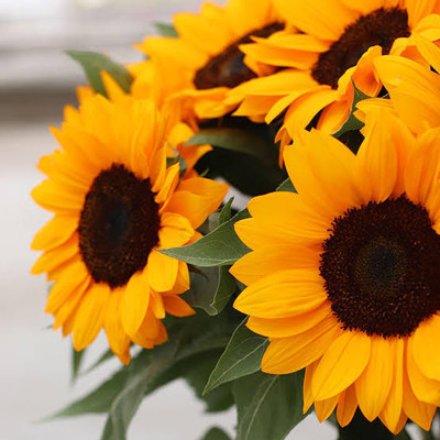 Arshiayat Sunflower Seed(30 per packet)