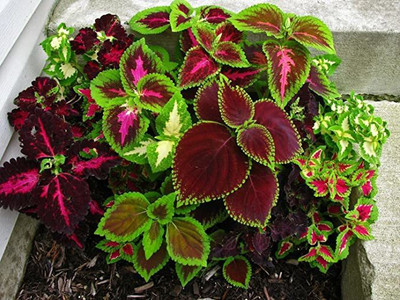 KANAYA Coleus Rainbow Mix Color Flower Seed(78 per packet)