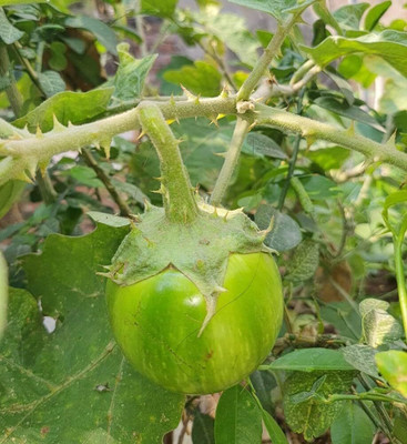 Biosnyg Green Thorne Brinjal Egg Plant ( Seeds) Seed(1000 per packet)