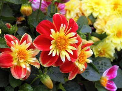 LPR DAHLIA Seed(20 per packet)