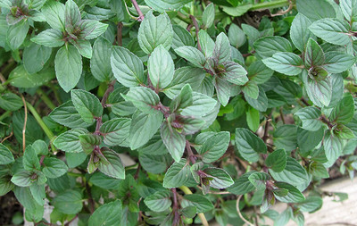CYBEXIS VXI-2 - Chocolate Mint - (1350 Seeds) Seed(1350 per packet)