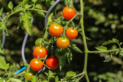 XOLDAA tomato Seed(110 per packet)