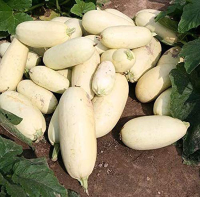 CYBEXIS VXI-53 - Zucchini Mush Bush White Giant - (75 Seeds) Seed(75 per packet)