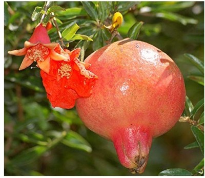 DROXTY POMEGRANATE Seed(100 per packet)