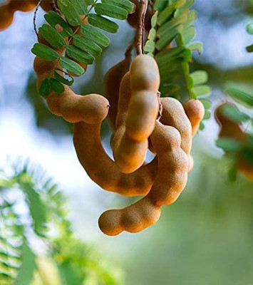 KANAYA IMLI KE BEEJ / TAMARIND SEEDS IMLEE KE BEEJ FOR Home Gardening Seed(2 per packet)