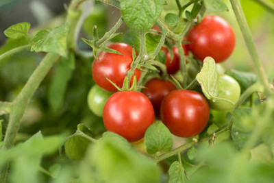 seedex tomato Seed(30 per packet)