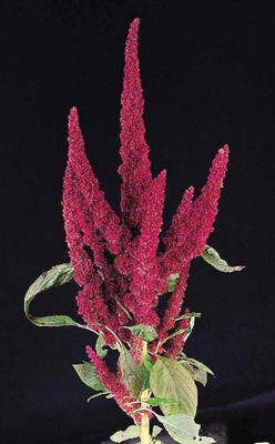 Aywal Amaranthus Hybrid Flower Seed(60 per packet)
