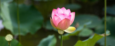 Shree Ganesh lotus,kamal gatta Seed(11 per packet)