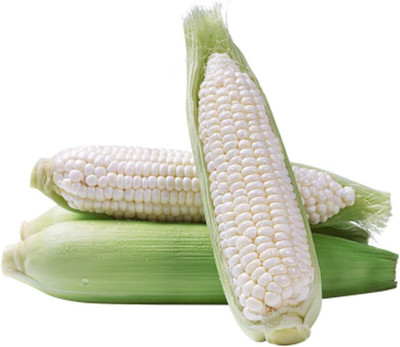 KNESSiN White Corn Seed(200 per packet)